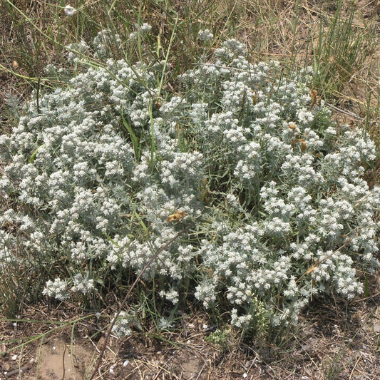 GRAINES Teucrium polium plante saucisson plantes aromatiques rares monde vegetal