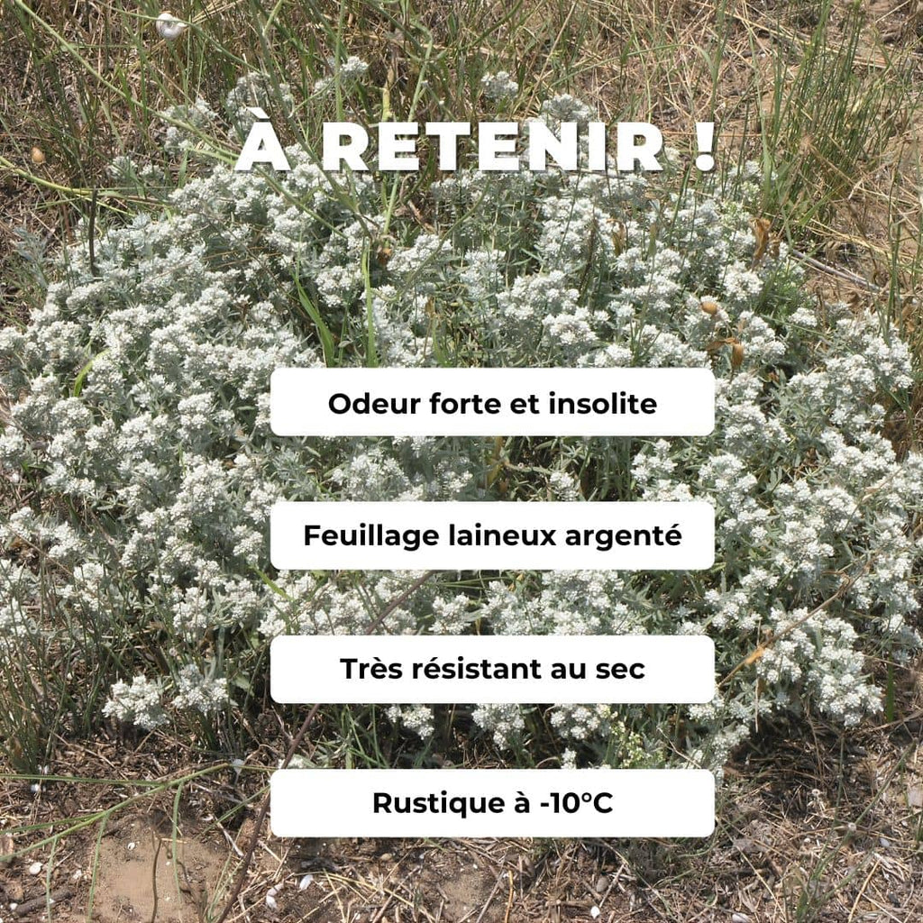 GRAINES Teucrium polium plante saucisson plantes aromatiques rares monde vegetal comment semer germer et cultiver