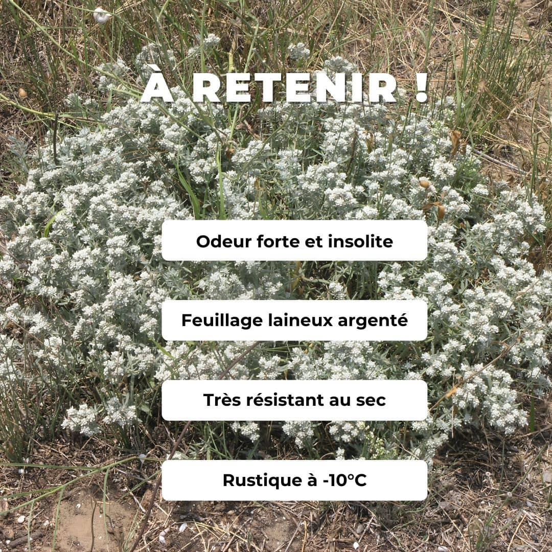 GRAINES Teucrium polium plante saucisson plantes aromatiques rares monde vegetal comment semer germer et cultiver