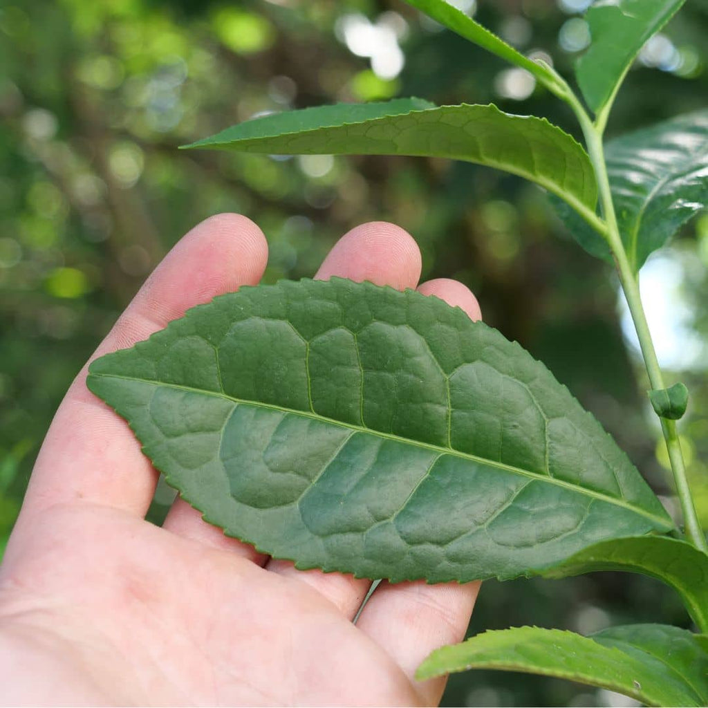 GRAINES Théier Thé véritable Camellia sinensis à semer monde vegetal