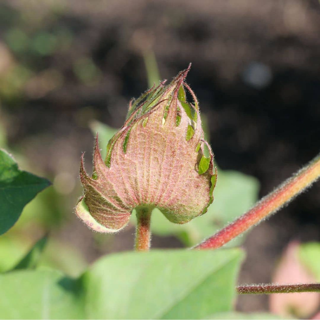 GRAINES Théier Thé véritable Camellia sinensis à semer monde vegetal semis et semences