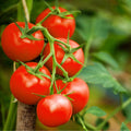 GRAINES Tomate Alka plein champ solanum lycopersicum monde végétal