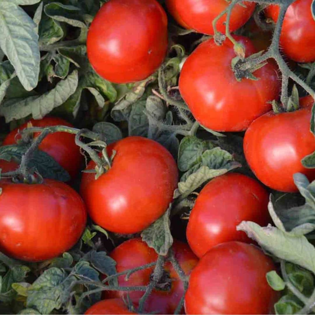 GRAINES Tomate Betalux Solanum lycopersicum semences de plantes potageres monde vegetal
