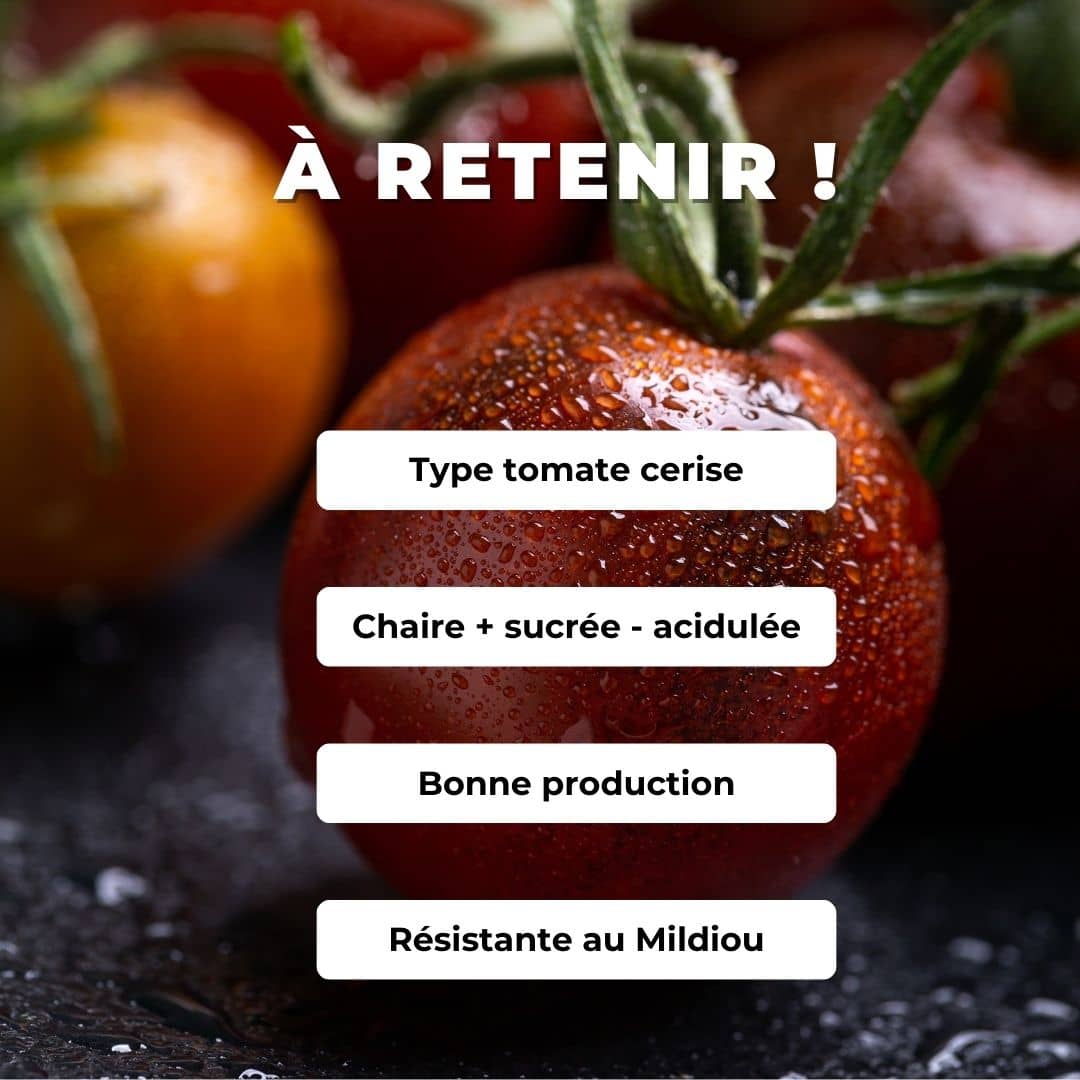 GRAINES Tomate Cerise Black Cherry Solanum lycopersicum monde vegetal comment semer et cultiver