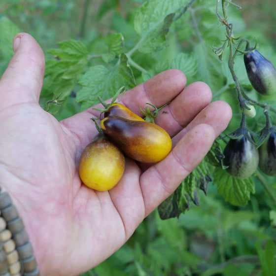 GRAINES Tomate indigo pear drops variété de tomate cerise rare monde vegetal