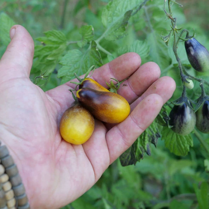 GRAINES Tomate indigo pear drops variété de tomate cerise rare monde vegetal