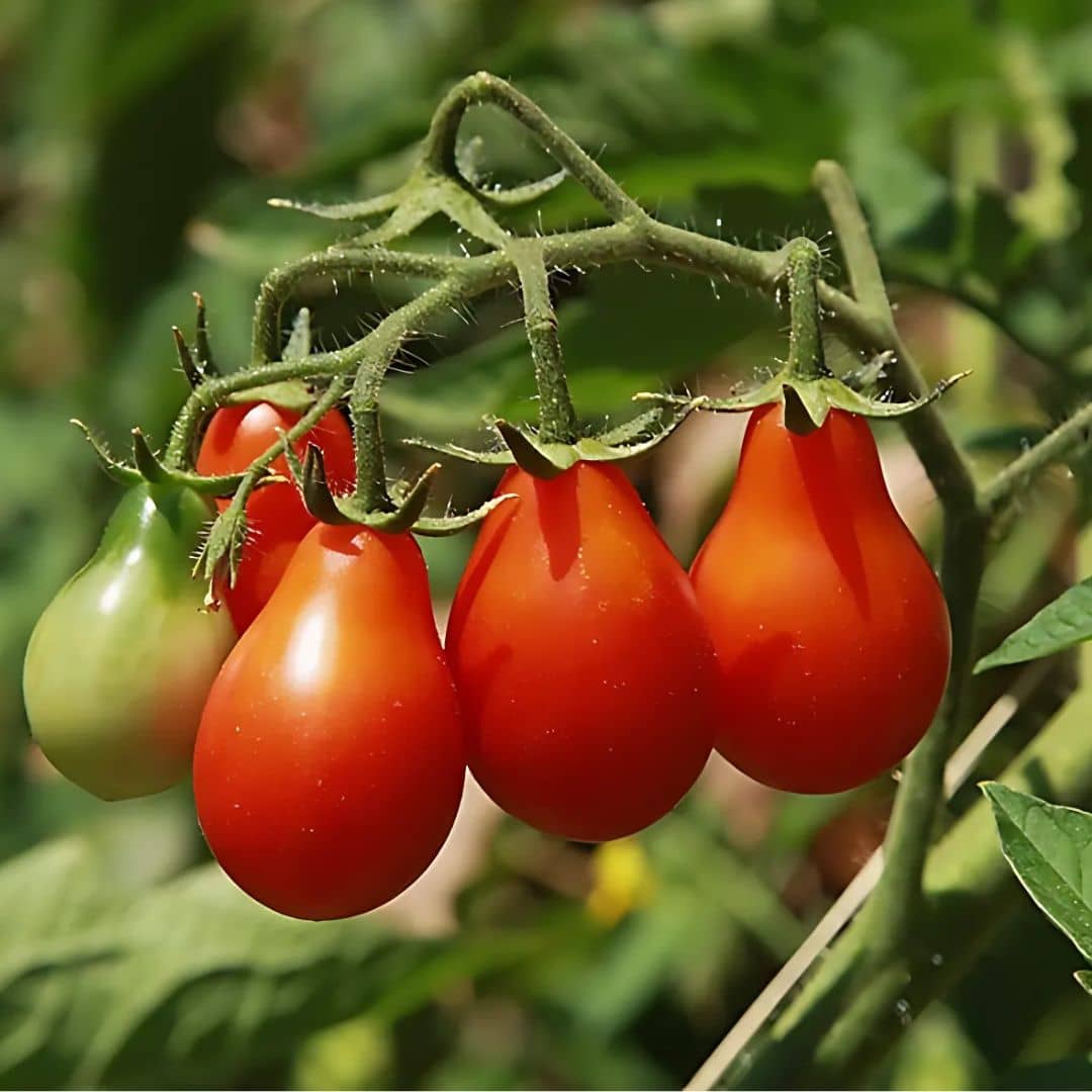Rad Pera Graines Tomate Red Pear Solanum lycopersicum – Tomate Poire Rouge ...