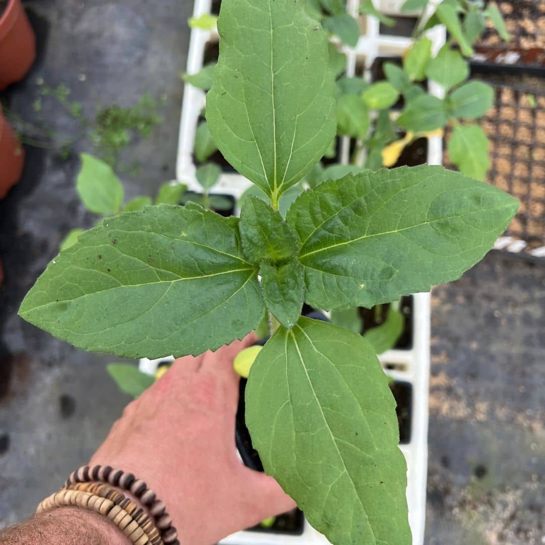 GRAINES Tournesol Géant Helianthus annuus Giganteus variété de tournesol énorme de plusieurs mètres de haut
