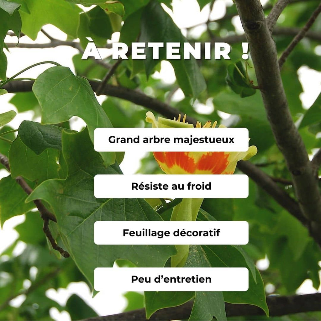 GRAINES Tulipier de Virginie Liriodendron tulipifera à semer monde vegetal planter et cultiver