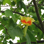 GRAINES Tulipier de Virginie Liriodendron tulipifera à semer monde vegetal