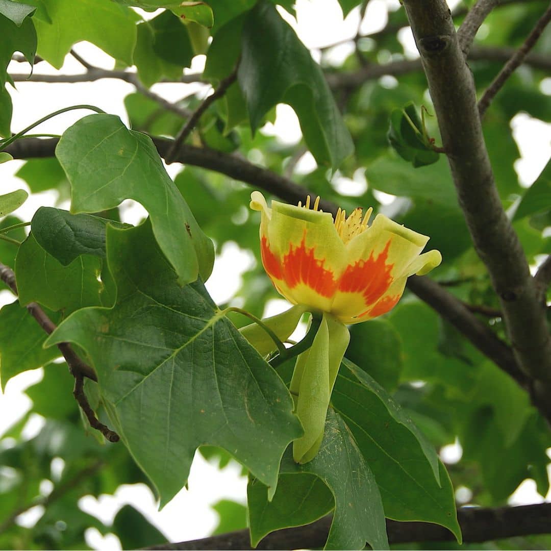 GRAINES Tulipier de Virginie Liriodendron tulipifera à semer monde vegetal
