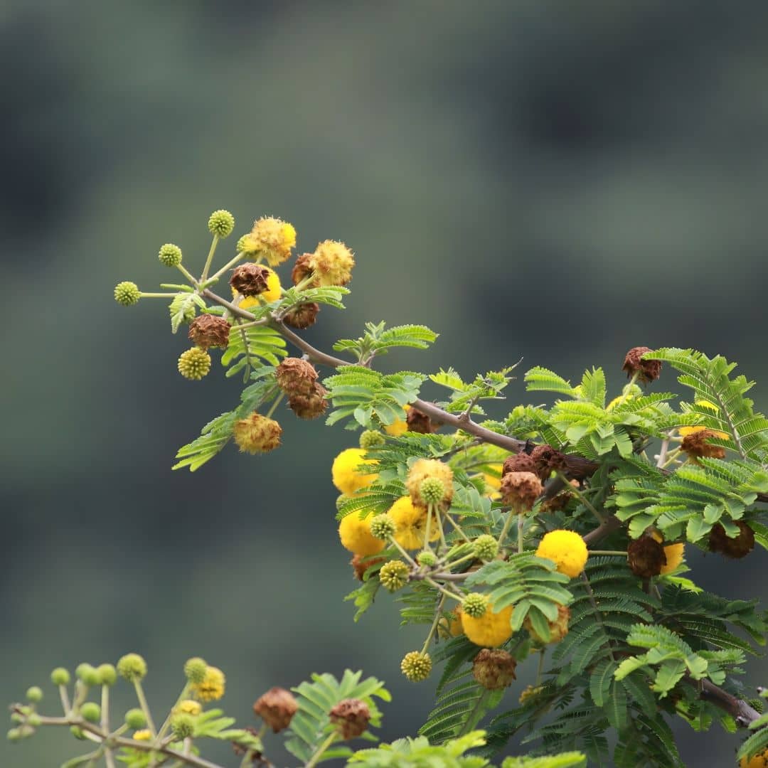 GRAINES Vachellia nilotica Acacia du Nil Acacia faux gommier rouge