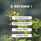 GRAINES Vachellia nilotica Acacia du Nil Acacia faux gommier rouge comment semer germer planter et cultiver