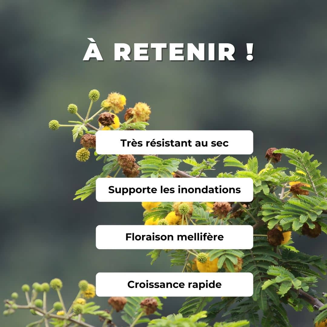 GRAINES Vachellia nilotica Acacia du Nil Acacia faux gommier rouge comment semer germer planter et cultiver