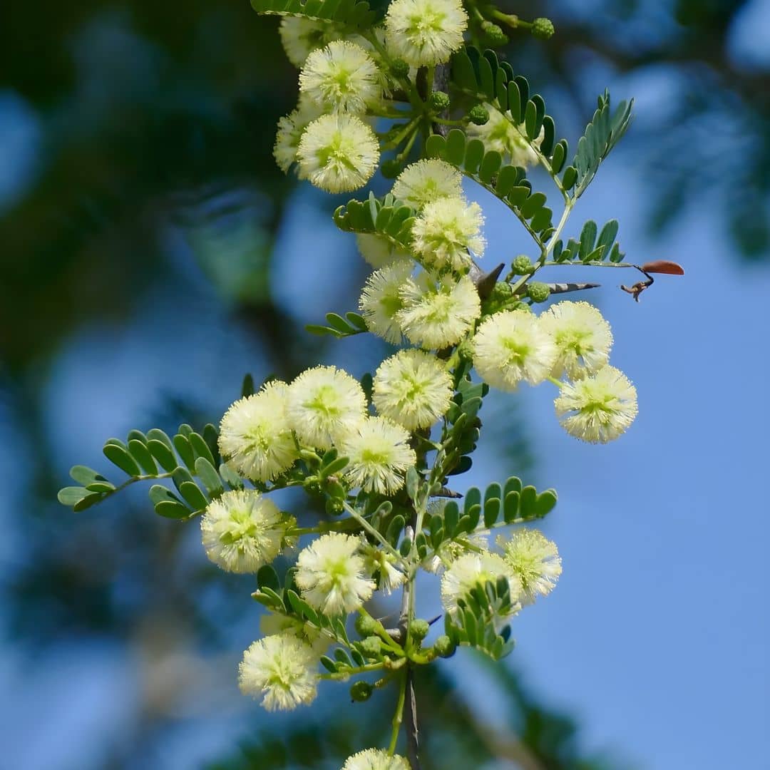 GRAINES Vachellia tortilis Acacia faux-gommier mimosa faux gommier 