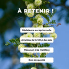 GRAINES Vachellia tortilis Acacia faux-gommier mimosa faux gommier  comment semer faire germer et cultiver acacia parasol