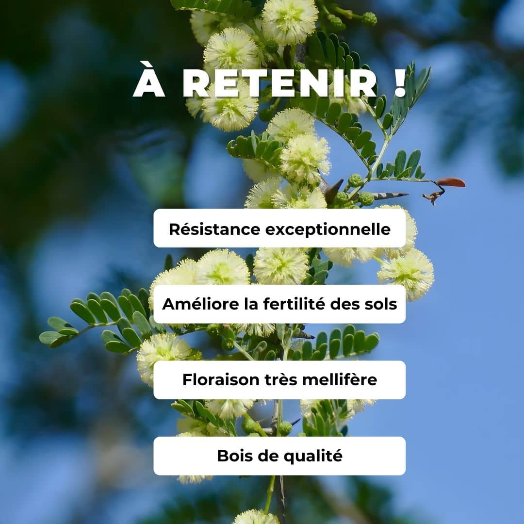 GRAINES Vachellia tortilis Acacia faux-gommier mimosa faux gommier  comment semer faire germer et cultiver acacia parasol