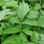GRAINES Valériane Officinale Valeriana officinalis plante sauvage médicinale à cultiver monde vegetal