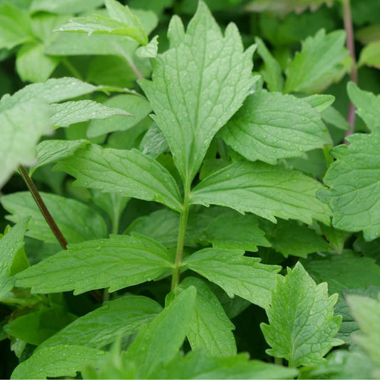 GRAINES Valériane Officinale Valeriana officinalis plante sauvage médicinale à cultiver monde vegetal