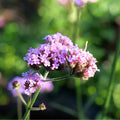 GRAINES Verveine de Buenos Aires Verbena bonariensis monde vegetal