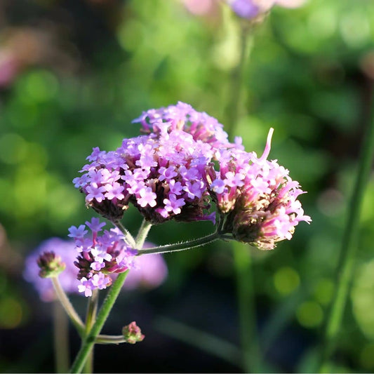 GRAINES Verveine de Buenos Aires Verbena bonariensis monde vegetal