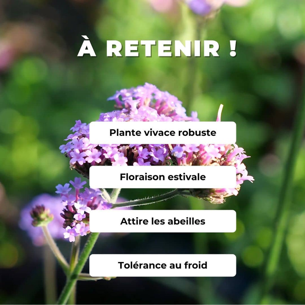 GRAINES Verveine de Buenos Aires Verbena bonariensis monde vegetal comment semer et cultiver