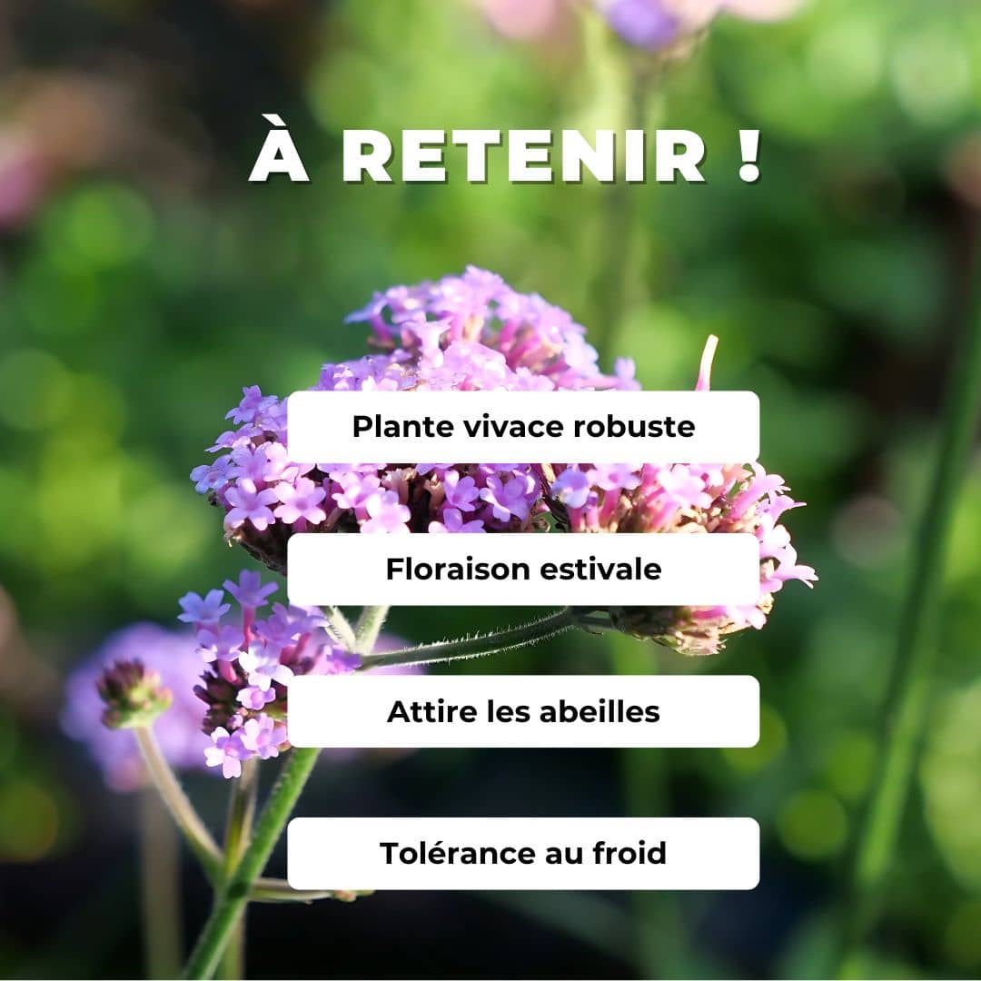 GRAINES Verveine de Buenos Aires Verbena bonariensis monde vegetal comment semer et cultiver