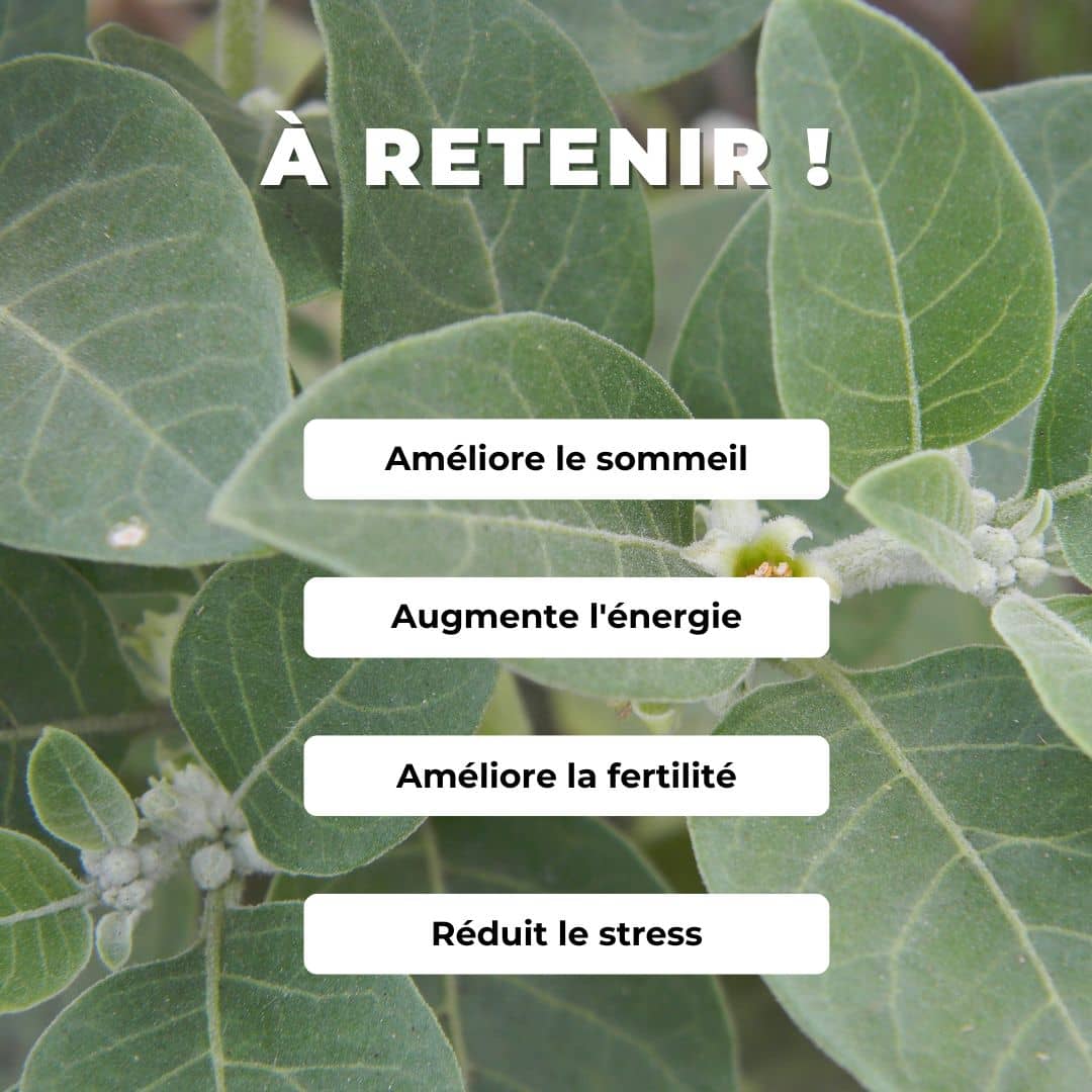 GRAINES Withania somnifera comment semer et cultiver L'Ashwagandha Ginseng indien monde végétal