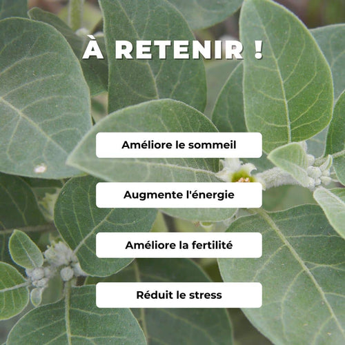 GRAINES Withania somnifera comment semer et cultiver L'Ashwagandha Ginseng indien monde végétal