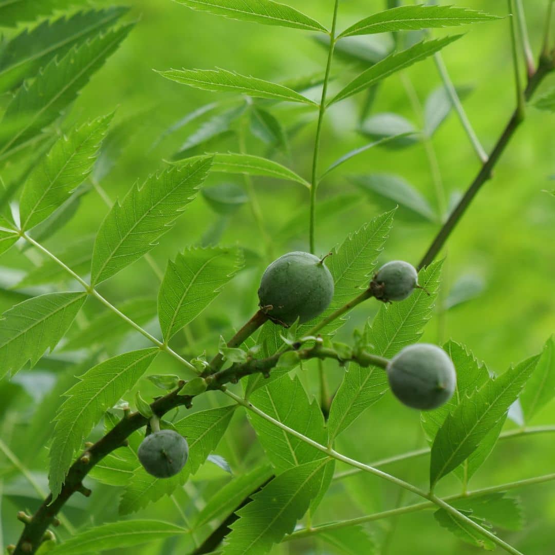 GRAINES Xanthoceras sorbifolium Xanthocère à feuilles de Sorbier