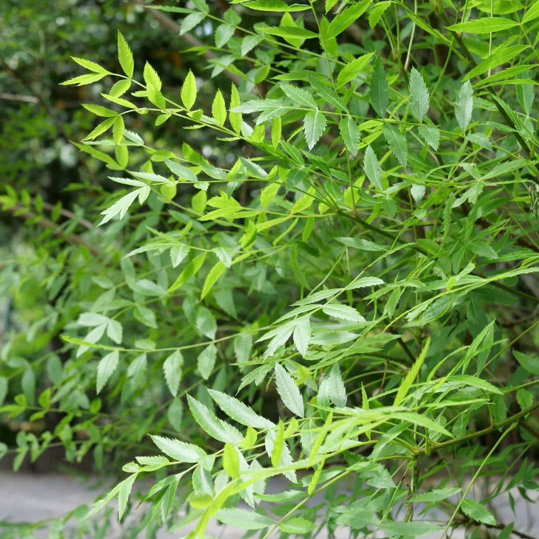GRAINES Xanthoceras sorbifolium Xanthocère à feuilles de Sorbier comment semer et cultiver