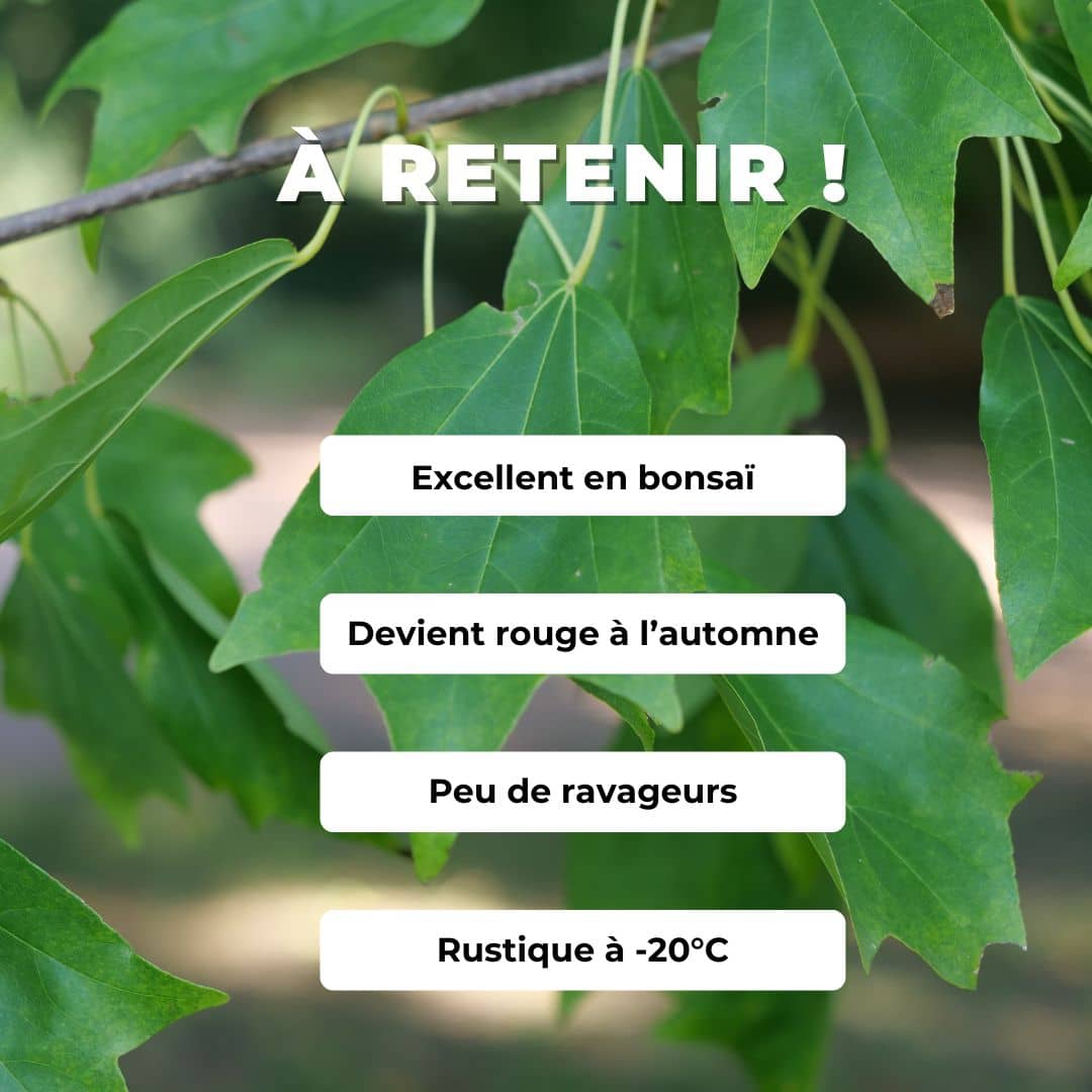 GRAINES acer buergerianum Erable de Buerger Erable trident, Erable de Bürger, Erable trifide, Érable à écorce de dragon monde vegetal comment semer et le cultiver en bonsaï