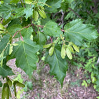 GRAINES acer ginnala à cultiver pour faire pousser son bonzaï avec monde vegetal