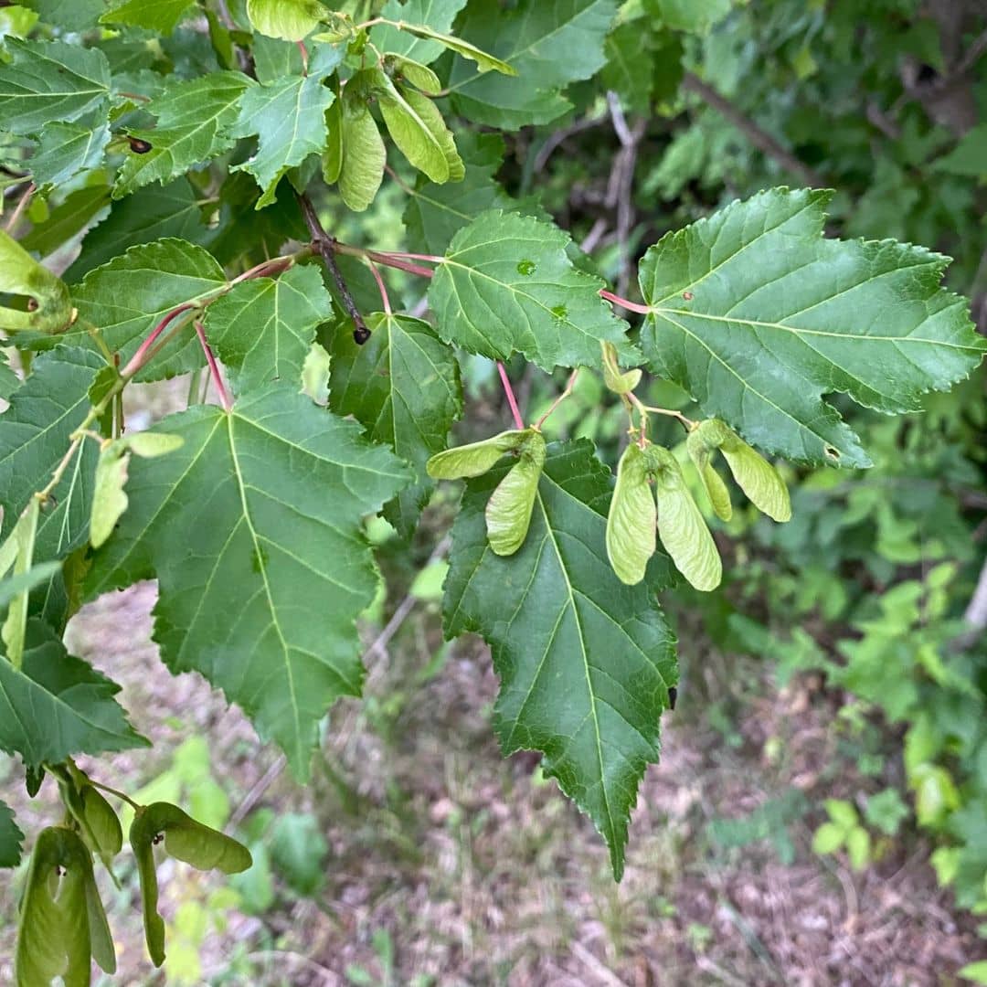 GRAINES acer ginnala à cultiver pour faire pousser son bonzaï avec monde vegetal