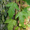 GRAINES acer ginnala érable de l'amour arbustes rares à feuilles rouge d'automne