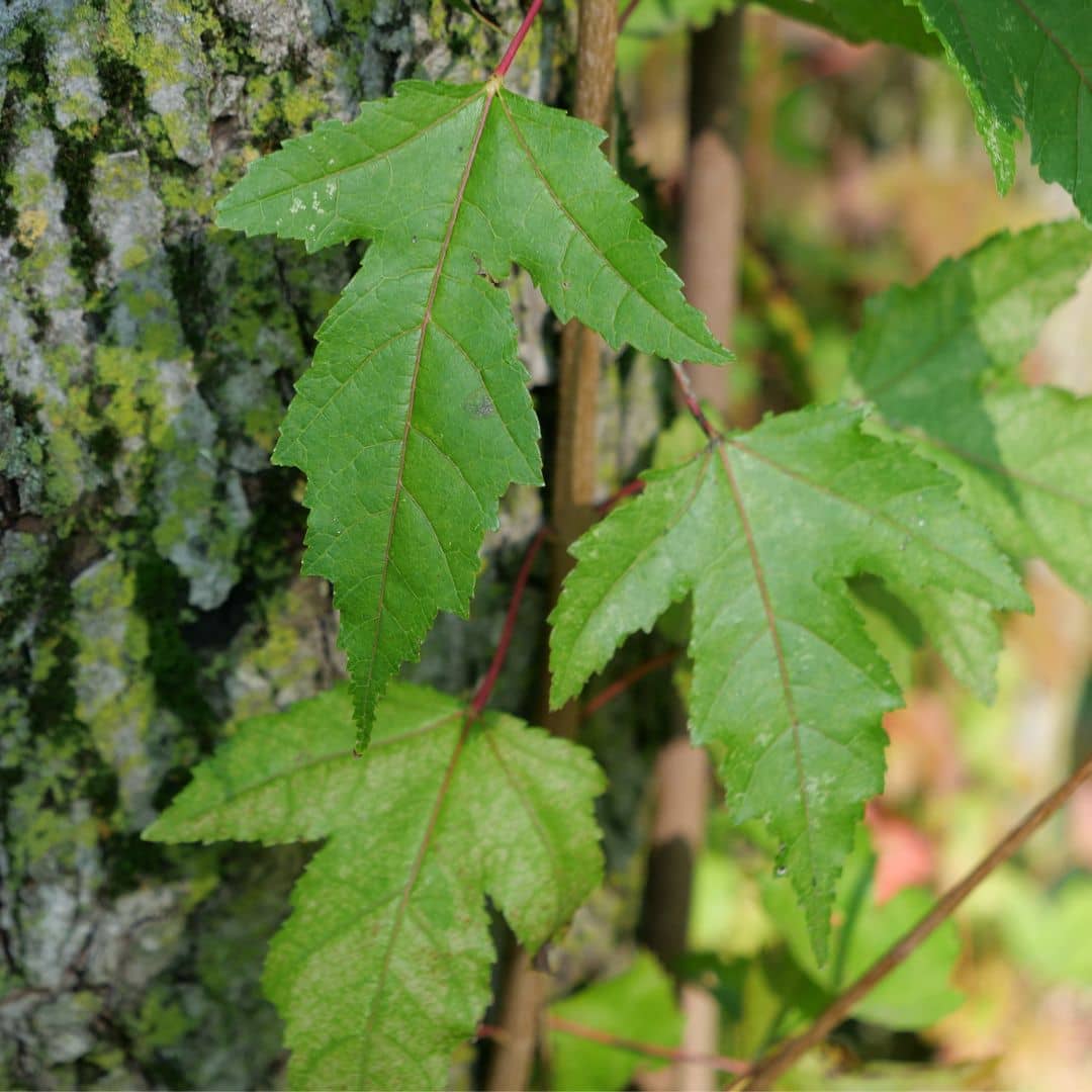 GRAINES acer ginnala érable de l'amour arbustes rares à feuilles rouge d'automne