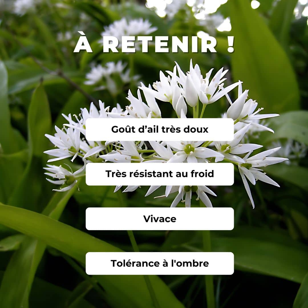 GRAINES ail aux ours allium ursinum plantes sauvages comestibles monde végétal comment semer des graines d'ail des ours