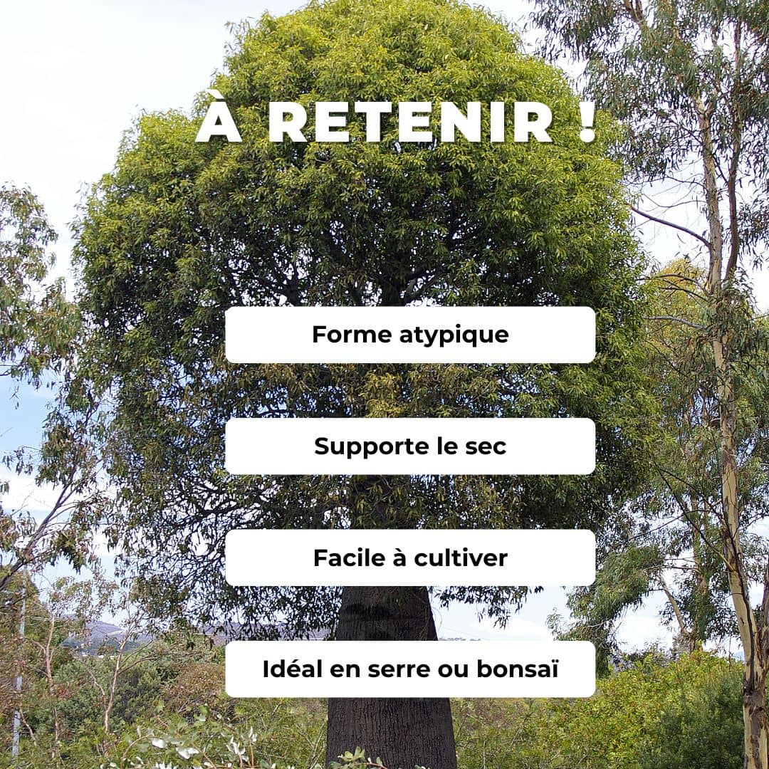 GRAINES brachychiton rupestris Arbre Bouteille Australien arbres rares monde végétal arbres à caudex