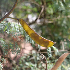 GRAINES caesalpinia gilliesii petit flamboyant jaune monde vegetal détail des fruits
