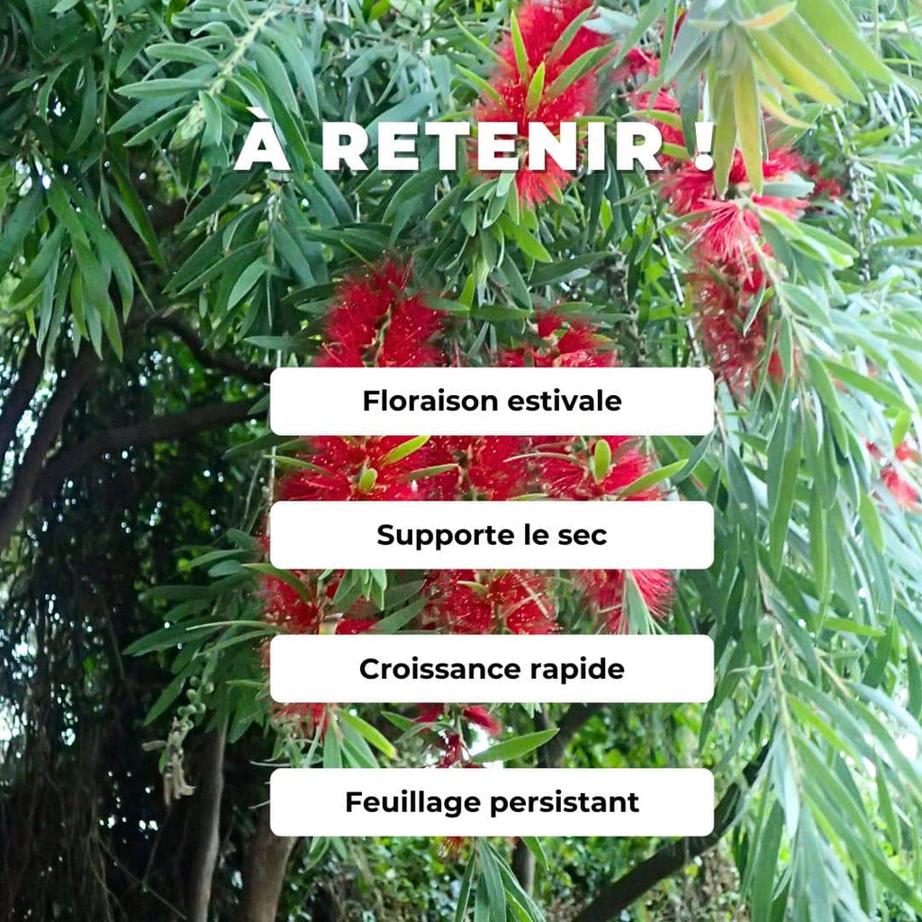 GRAINES callistemon viminalis  Callistemon pleureur rince bouteille pleureur monde végétal plantes rares comment semer et cultiver