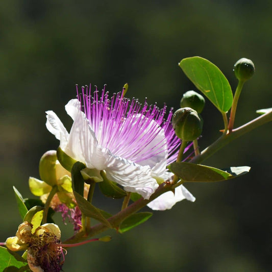 GRAINES câprier capparis spinosa plantes comestibles rares monde vegetal