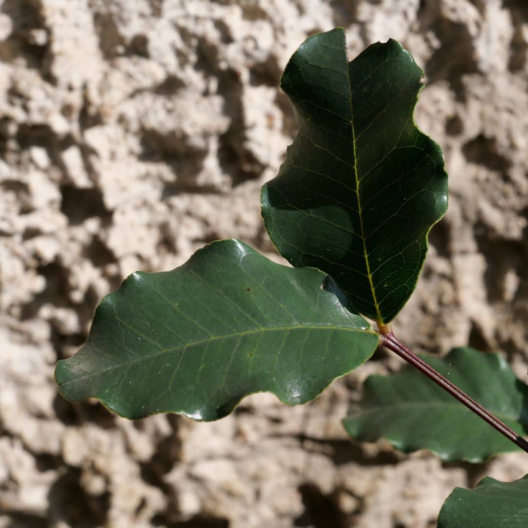 GRAINES ceratonia siliqua caroubier plantes méditerranéennes à cultiver