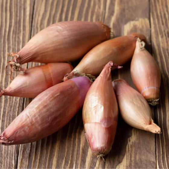 GRAINES Échalion Zébrune Allium ascalonicum plantes potagères monde végétal
