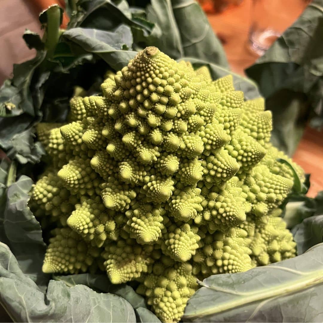 SAATGUT – Romanesco-Kohl + Anbautipps