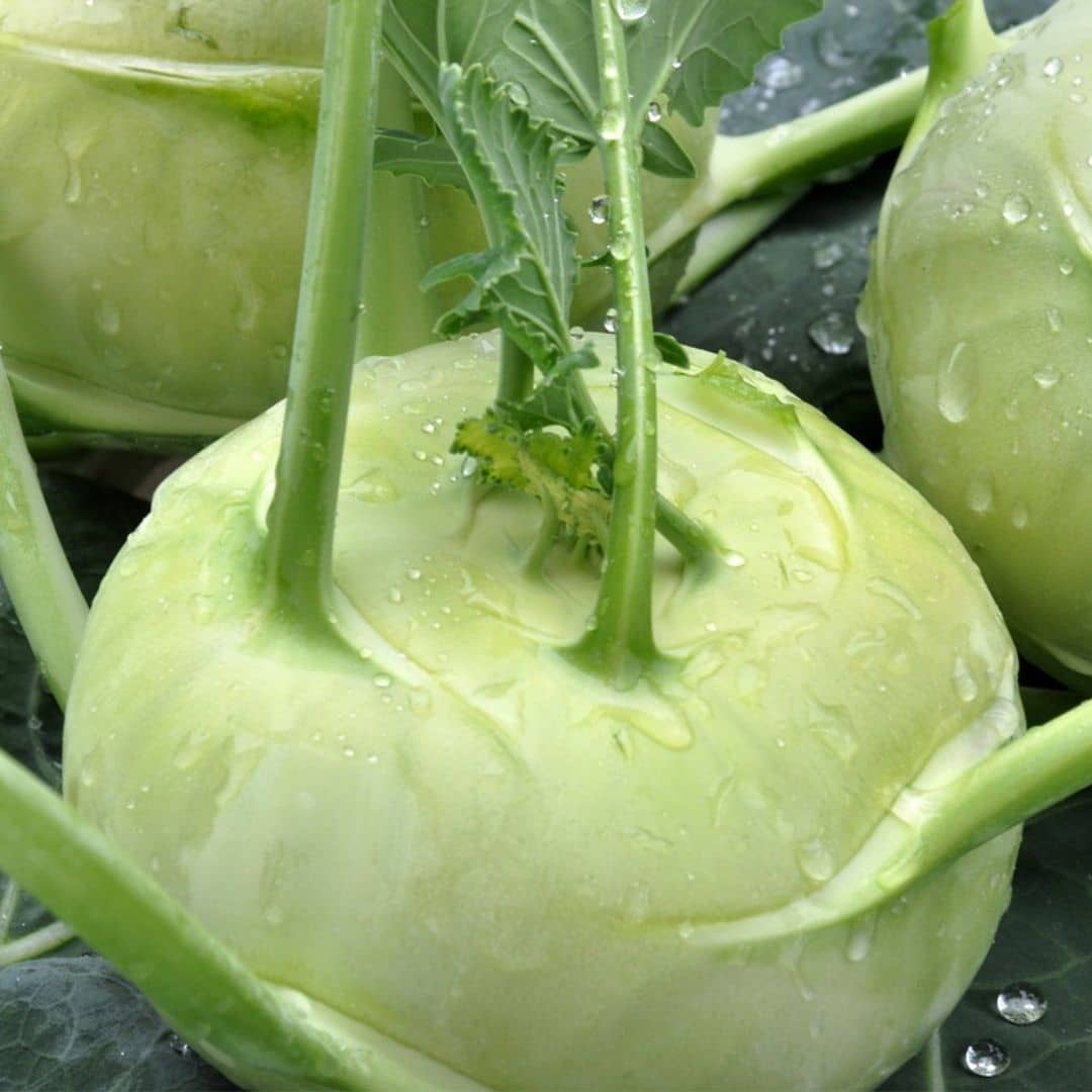 GRAINES chou rave blanc de vienne Brassica oleracea à cultiver avec monde végétal