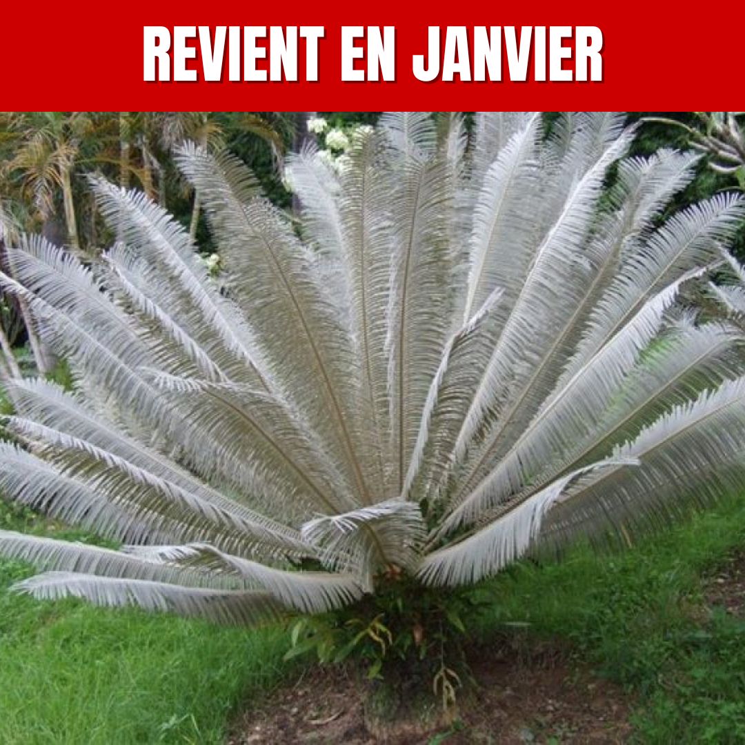 GRAINES cycas blanc reviennent en janvier