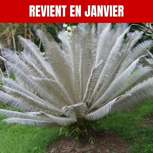 GRAINES cycas blanc reviennent en janvier