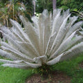GRAINES cycas siamensis silver cycas blanc semences de cycas de collections plantes rares monde vegetal