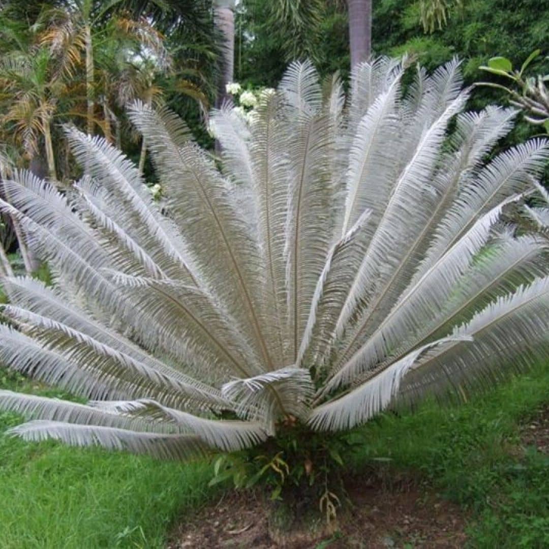 GRAINES cycas siamensis silver cycas blanc semences de cycas de collections plantes rares monde vegetal