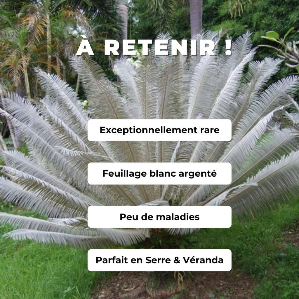 Cycas blanc (Cycas siamensis)
